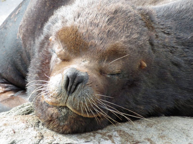 Sea Lion