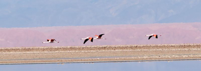 Flying Flamingos