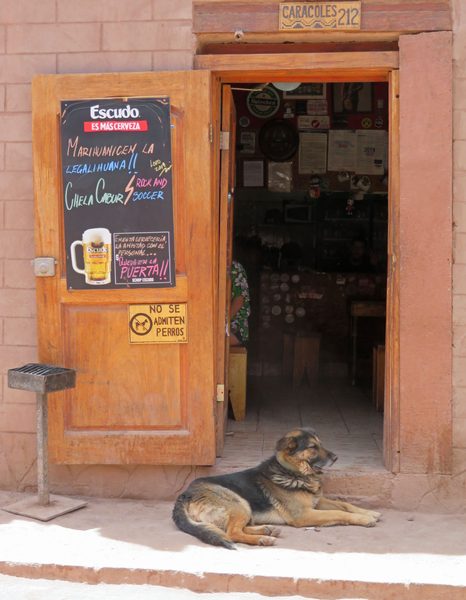 Dog in San Pedro