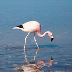 Flamingo in the Atacama Desert