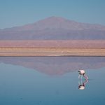 Flamingo in Chile