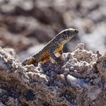 Lizard in the Atacama Desert in Chile