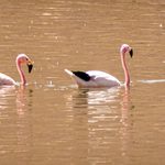 Flamingos