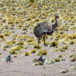 Rheas