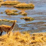Vicuna