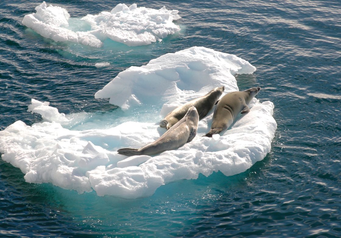 Harbor Seals