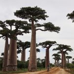 Baobobs