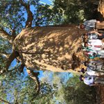 Spectacular Baobab Tree