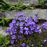Stone wall with violets