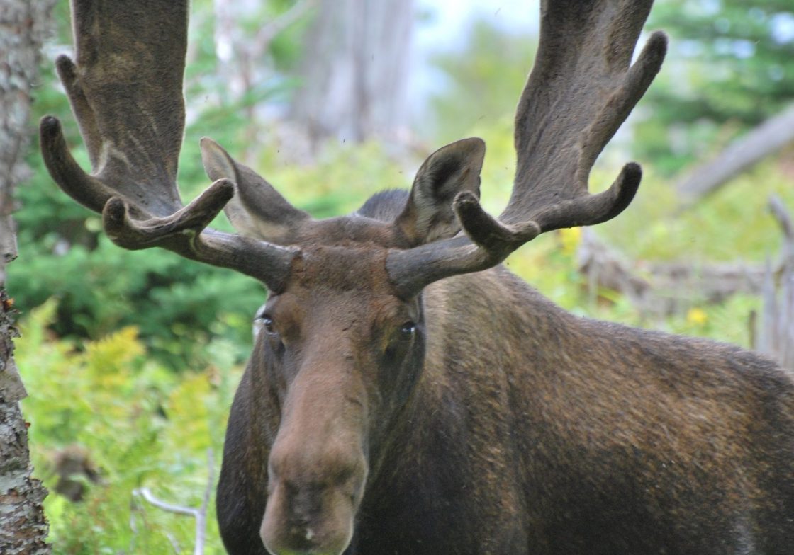 A moose in Gros Morne National Park