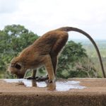 Water thieving macaque