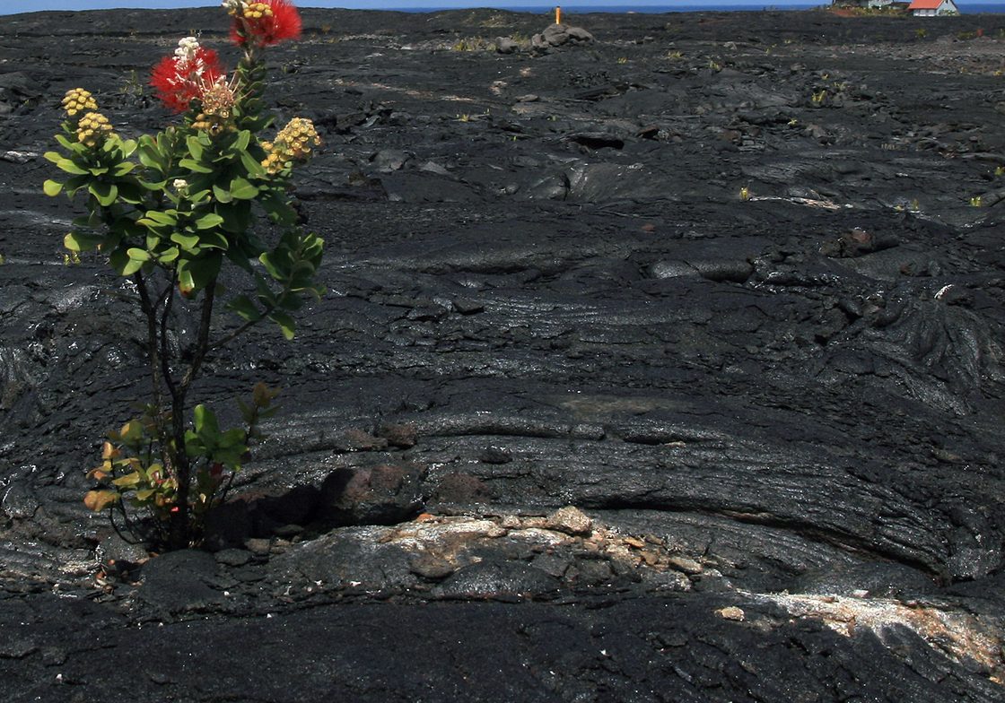 Flowering Tree (Metrosideros polymorpha) on a thirty year old pahoehoe lava flow from Kilauea.