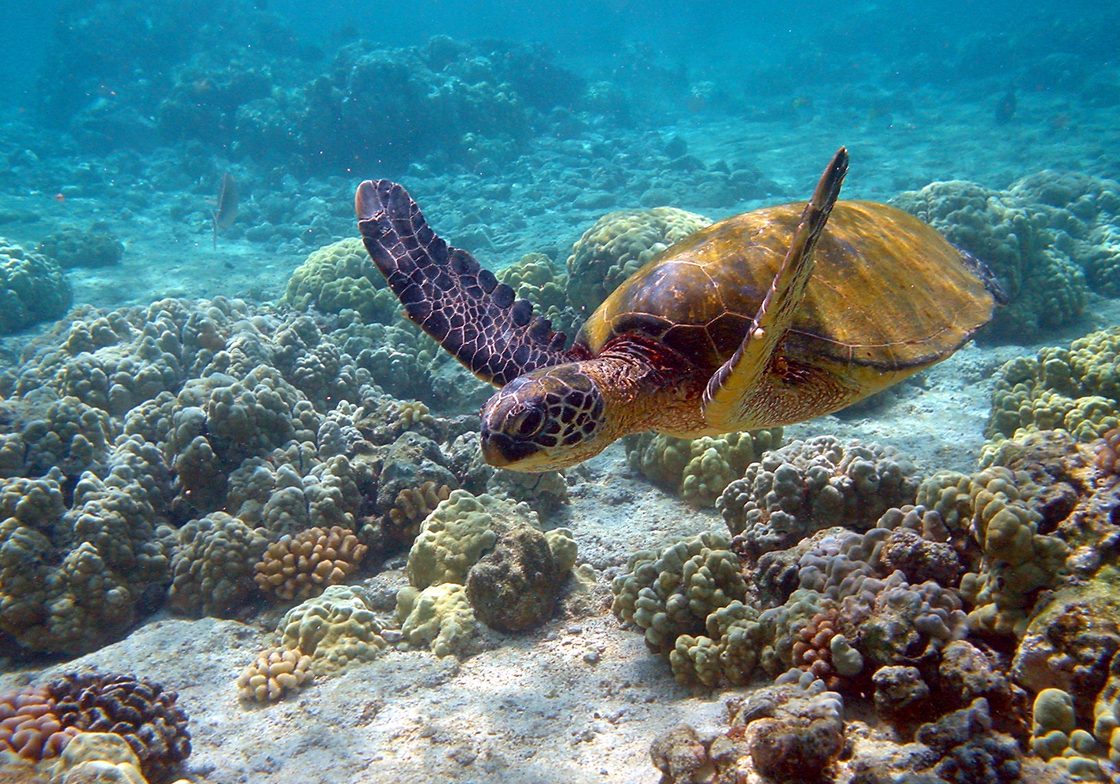Green turtle, Hawaii.