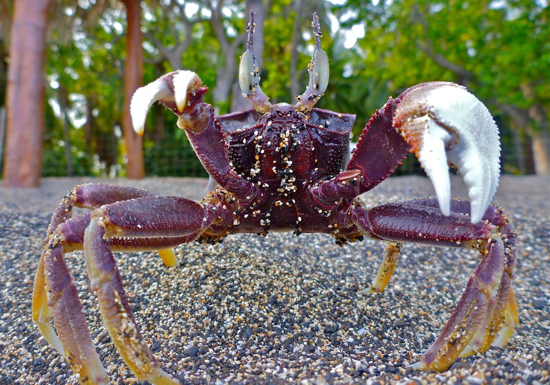 Horned Ghost Crab on the Kona coast, Hawaii island.