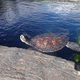 Turtle at Maui Ocean Center