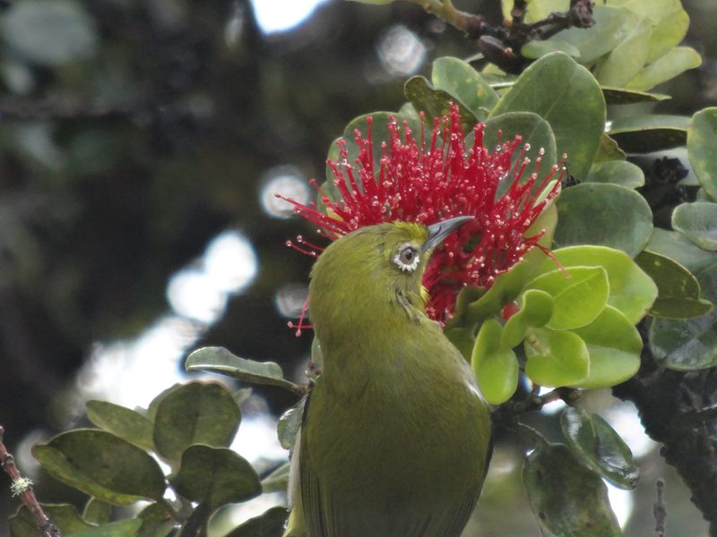 Japanese White-eye