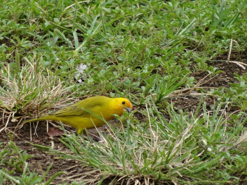 The Saffron Finch