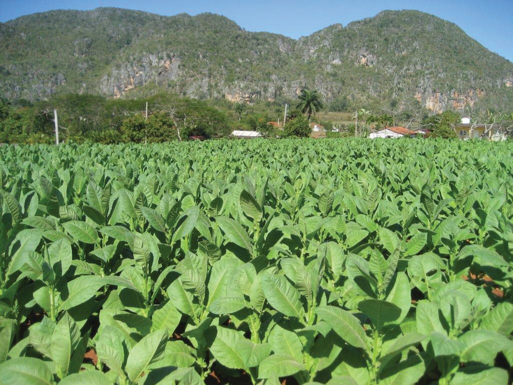 Vinales, Cuba