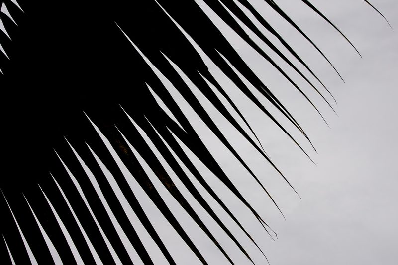 Carleton in Hawaii
