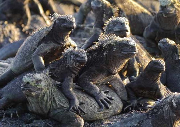 Galapagos