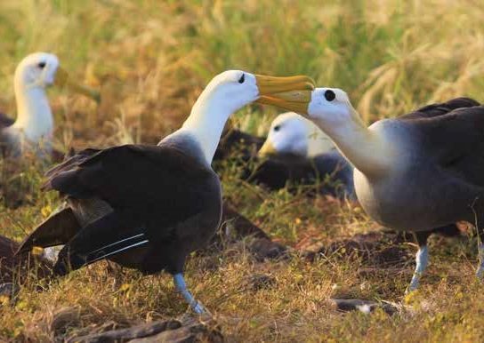 Galapagos