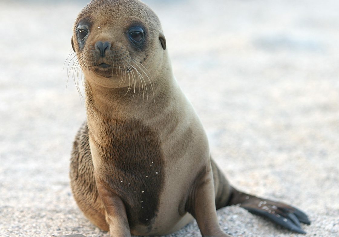 Sea Lion Pup by Ken Walker