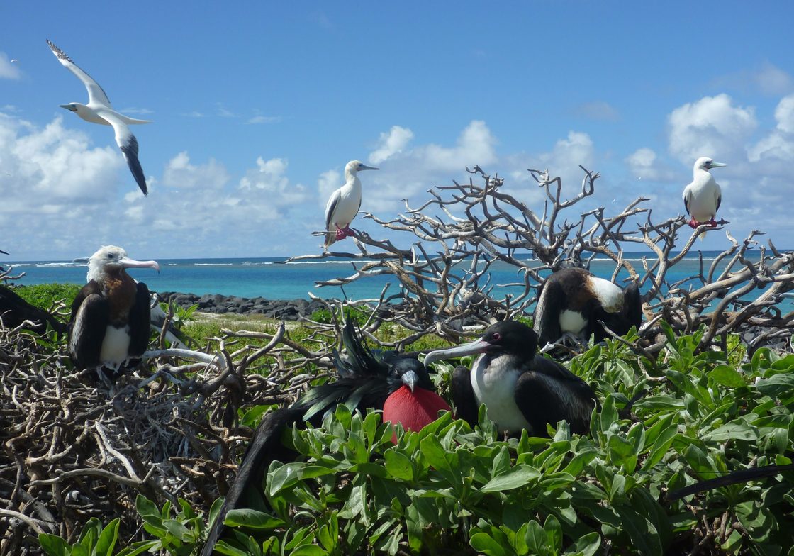 Great Figatebirds and Red Footed Boobies at Tern Island