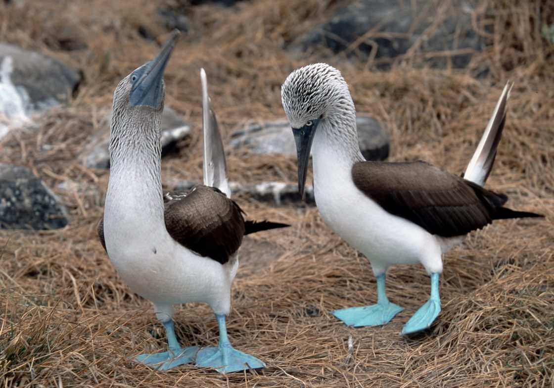 Blue Footed Boobies
