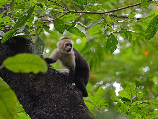 White-faced Capuchin monkey.