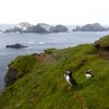 Puffins and the Shetland Islands, Scotland