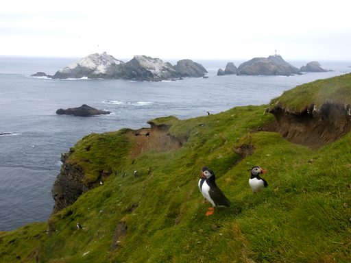 Puffins and the Shetland Islands, Scotland