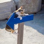 Tour guide