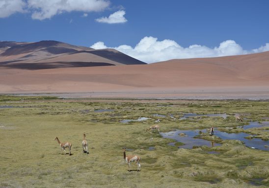 San Pedro de Atacama (High Andes)