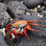 Galapagos trip crab