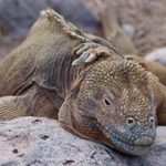 Galapagos trip iguana
