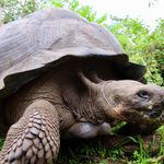 Galapagos trip tortoise