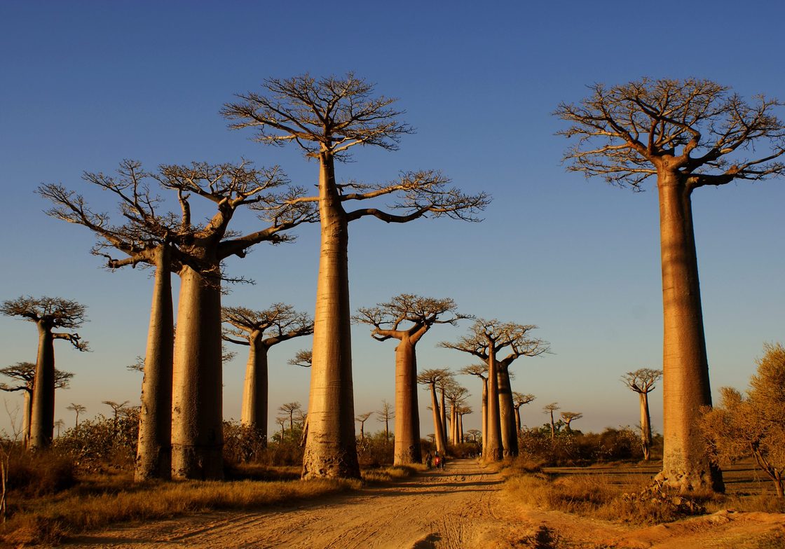 Avenue of the Baobabs © Tourist Board