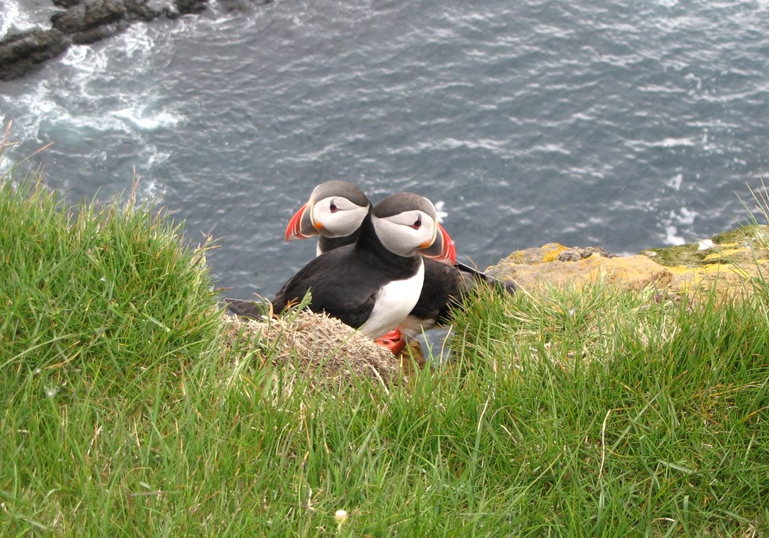 Atlantic Puffins