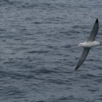 Drake Passage Albatross
