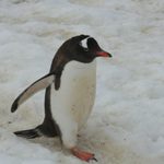 Gentoo Penguin Headed for the water