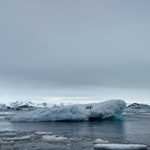 Penguins on ice berg