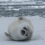Zodiak cruise seal