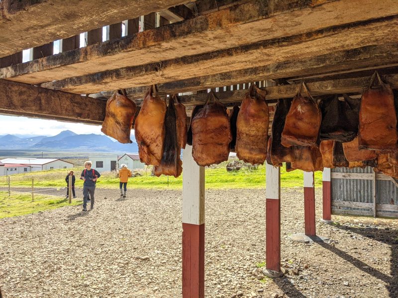 shark meat hangs to dry in Iceland