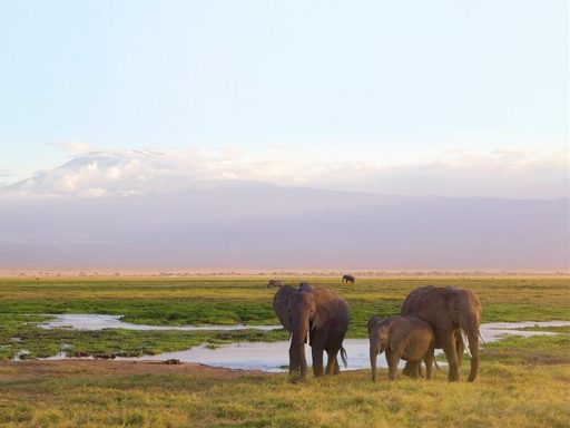 Kenya and Tanzania Safari
