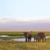 Kenya and Tanzania Safari