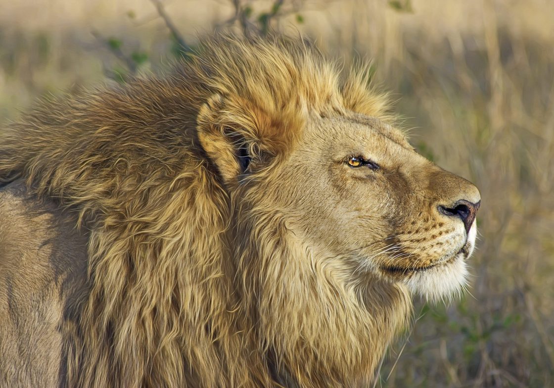 Kenya and Tanzania Safari, lion