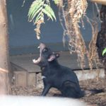 a Tasmanian Devil