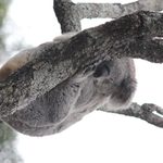 a koala in a tree