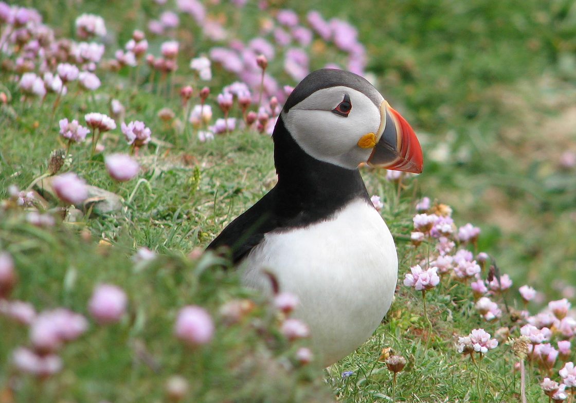 Puffin