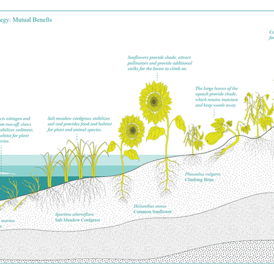 A section illustrating the companionship and benefits between species along the supratidal, tidal, and subtidal zones. Different types of plants in green/yellow are shown growing in their various zones, starting from growing in the water on the left to entirely on land on the right.